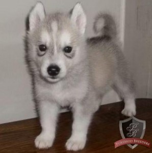 these husky puppies with blue captivating eyes are pure breeds for Free