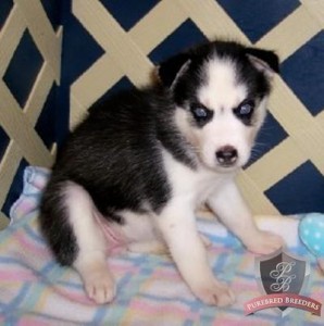 grey and white siberian husky pups for Free