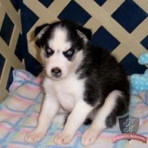 blue eyes akc reg. Siberian huskies pups ready now!!