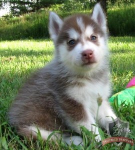 Black and White Siberian Husky Puppies For A Pet Loving Family
