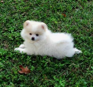 lovely pomeranian puppies For Re-Homing