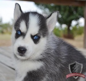 Great Looking Gray And White Siberian Husky Puppies Ready Now To Go