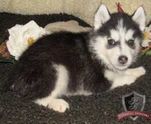 Wonderful And Charming Siberian Husky Puppies For Sale