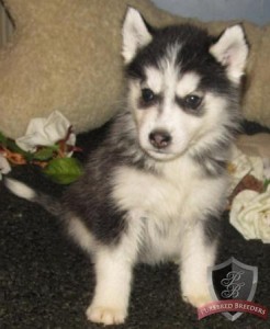 Good House Train Siberian Husky Puppies Ready For Their New Homes