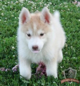 Lovely And Wonderful Looking Siberian Husky Puppies For Sale