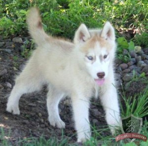 registered Siberian husky puppies for Free