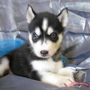 Adorable Siberian husky puppy for life.....