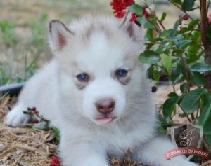 Cute and lovely Siberian husky puppies out seeking for a new home.
