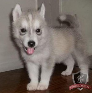 familiar Siberian husky puppies for Free