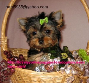 yorkie puppies get them