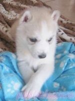 well trained siberian husky puppies ready now for Free