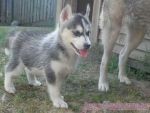 cuite and lovelling Siberian Husky for Free