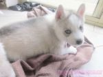 Akc healthy and cute Siberian Husky for Free