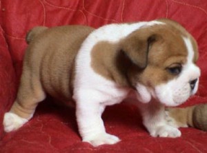 Charming Bulldog Puppies