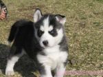good looking siberian husky puppies for adoption for Free