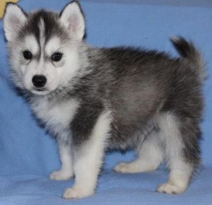Siberian Husky Ready to go for x mass in advance