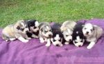 New Year Siberian husky Puppy for Free