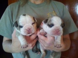 AKC English Bulldog Puppies For Free Adoption