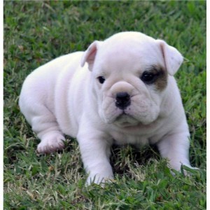 Cute X Mass English Bulldog puppies for Adoption to pets love Home