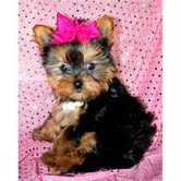 Healthy teacup yorkie Puppies for sale