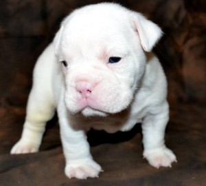 AKC English Bulldog Puppies For Free Adoption