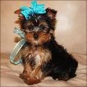 cute Yorkshire Terrier puppies ready for new homes