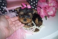 Cute and loving yorkie puppies for adoption