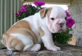 Charming Xmas Male And A Female English Bulldog Puppies For Your Kids Now Ready