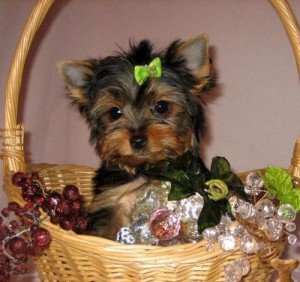 Yorkshire Terrier Puppies for sale!!