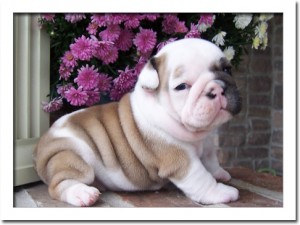 Adorable Active English Bulldog Puppies for Sale