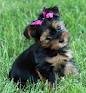 Registered Yorkie Terrier Puppies