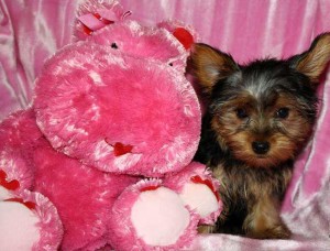 cutest Female T-Cup Yorkie For Adoption
