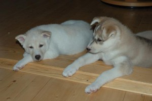 Purebred Siberian Huskies Puppies For Adoption