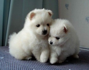 Male and Female Pomeranian pups