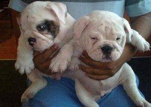 White cute English bull dog puppies for a caring home,