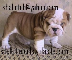 Male and female English bulldog puppies ready for any loving and caring home.