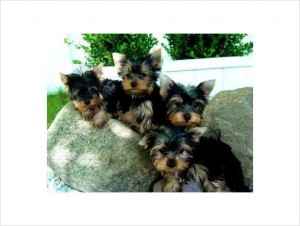 cute yorkie puppies for christmas