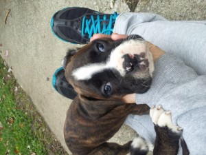 100% European Boxer Puppies - Due Christmas Day 2012!!