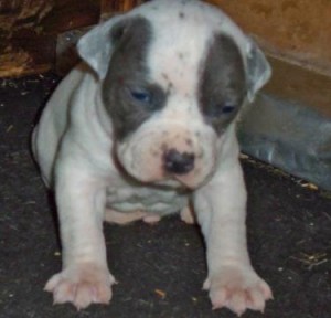 Well Trained AKC American Pit Bull Terrier Puppies For Sale