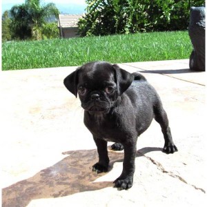 free to good home adorable pug puppy for free adoption