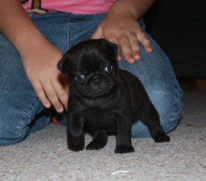 free to good home adorable pug puppy for free adoption