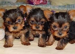 Male and female tea cup yorkie puppies for free adoption