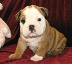 English  bulldog puppies for adoption
