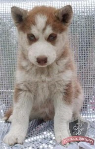 Siberian husky puppies , akc reg.blue eyes!