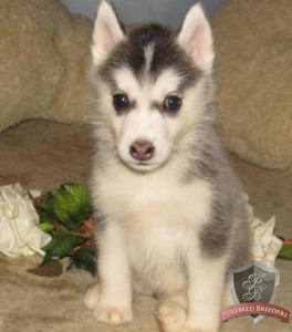 AKC Siberian Husky pups! ALL PUPS PRA CLEAR!! &amp; LIFETIME GUARANTEED!!