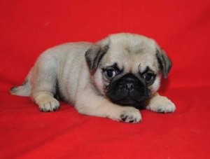 Ex-Mass Top Male and Female Quality pug Puppies For Adoption in a Good Home Now .