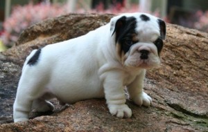 ..Gorgeous English Bulldog Puppies for Adoption - 11 weeks Old..,,