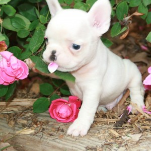 french bulldog puppies text us on (707) 726-8248