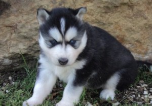 adorable reg blue eyes Siberian husky puppies