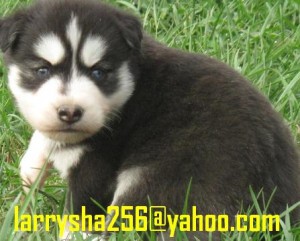 Bisons Siberian Husky Puppies For Sale